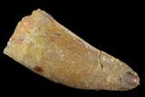 Bargain, Carcharodontosaurus Tooth - Real Dinosaur Tooth #127176-1